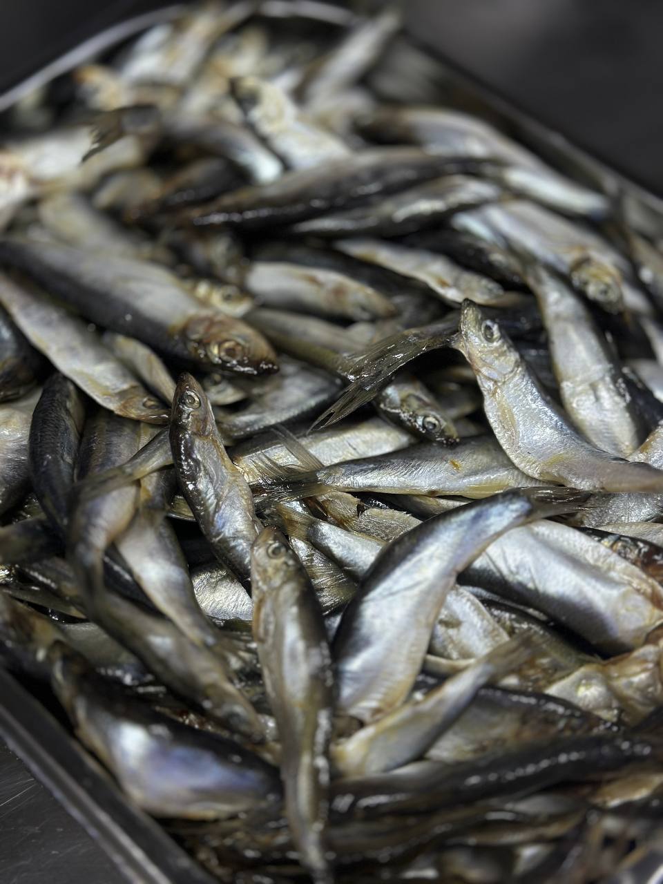 Хамса малосольна провісна